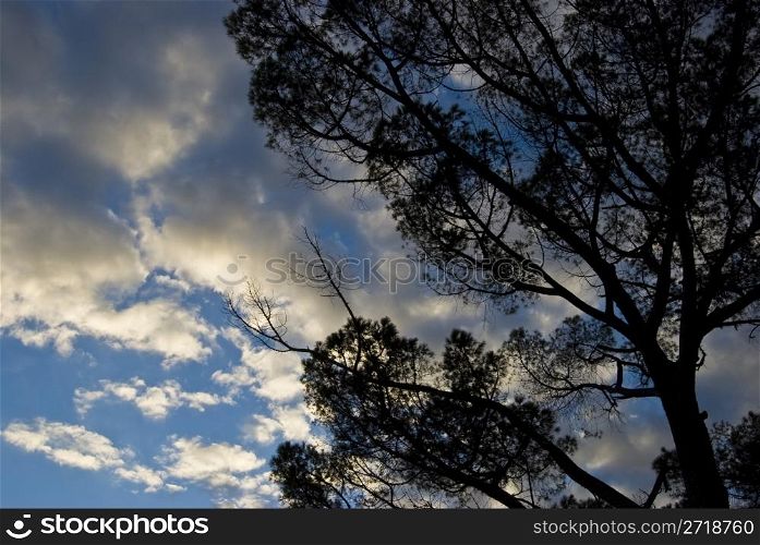 silhouette of a tree against a cloudy sky