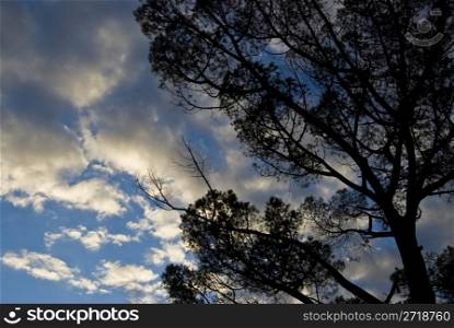 silhouette of a tree against a cloudy sky