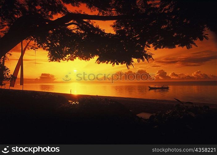 Silhouette of a tree along a river at sunset, Bali, Indonesia