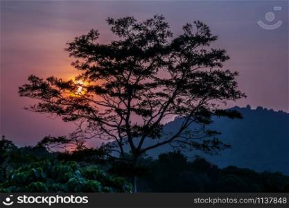 Silhouette of a tree and the mountain area against the background of colorful sunset. Silhouette of a tree on the background of colorful sunset