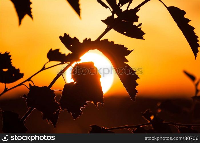silhouette of a tree at sunset at the evening