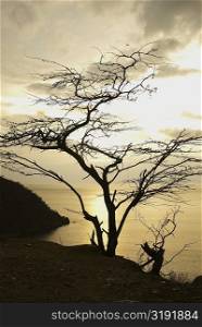 Silhouette of a tree at sunset, Taganga Bay, Departamento De Magdalena, Colombia