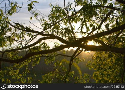 Silhouette of a tree branch at dawn