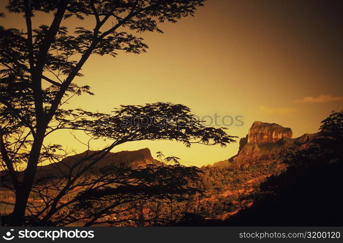 Silhouette of a tree in front of a hill at dusk, Hawaii, USA