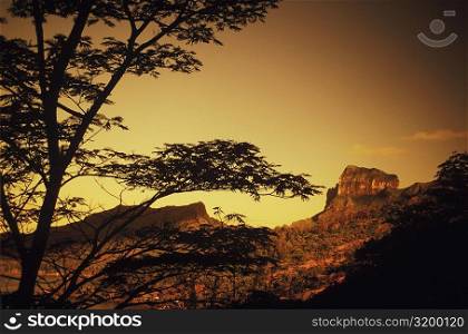 Silhouette of a tree in front of a hill at dusk, Hawaii, USA