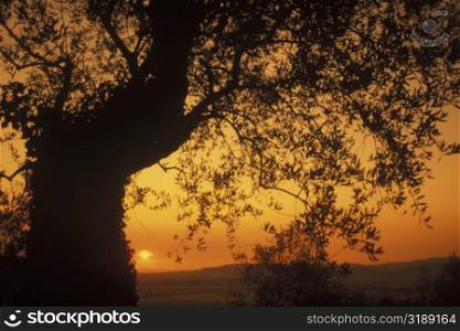 Silhouette of a tree, Italy