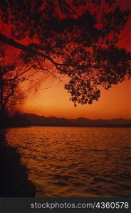 Silhouette of a tree near a lake, China