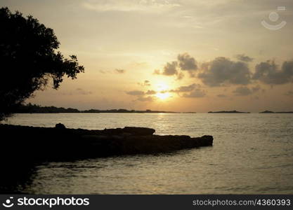 Silhouette of a tree near the sea