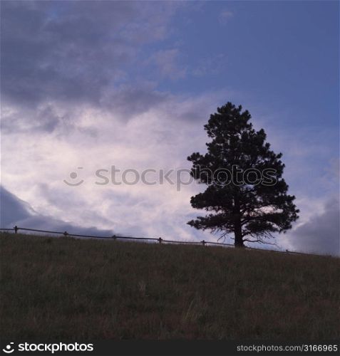 Silhouette of a tree on hill