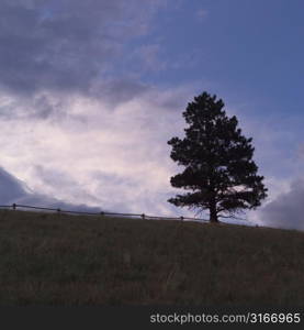 Silhouette of a tree on hill