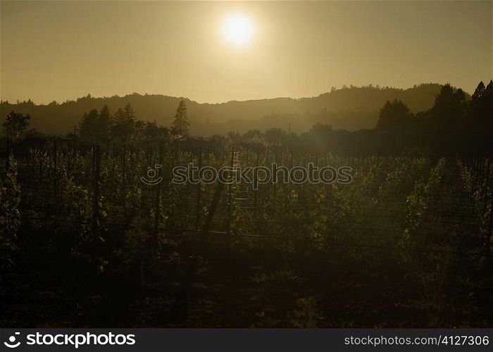 Silhouette of a vineyard at twilight