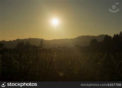 Silhouette of a vineyard at twilight
