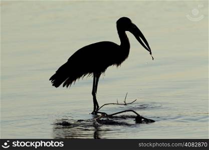 Silhouette of an African openbill stork (Anastomus lamelligerus) standing in water, South Africa&#xD;