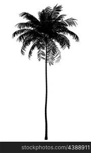 silhouette of areca palm tree isolated on white background