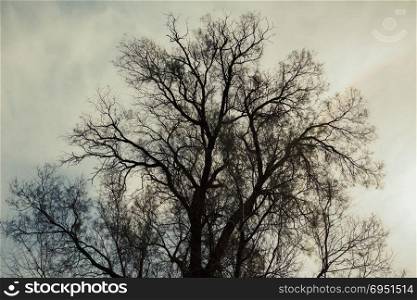 Silhouette of bare tree