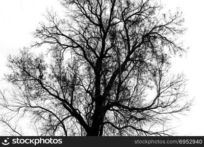 Silhouette of bare tree - black and white