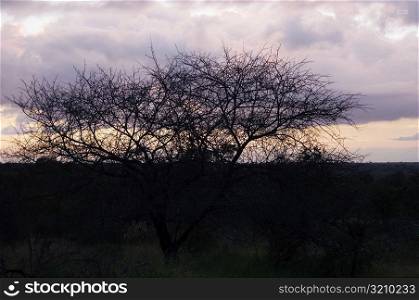 Silhouette of bare trees at dusk, Kruger National Park, South Africa