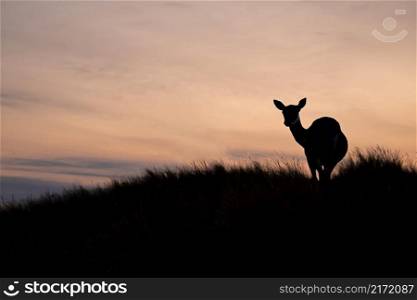 silhouette of beautiful deer in natural habitat at sunrise