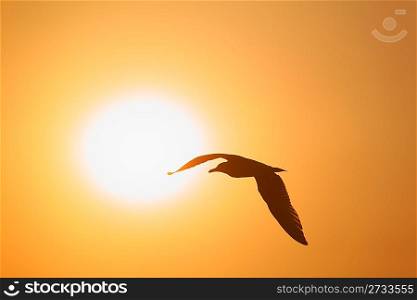 Silhouette of bird opposite sun