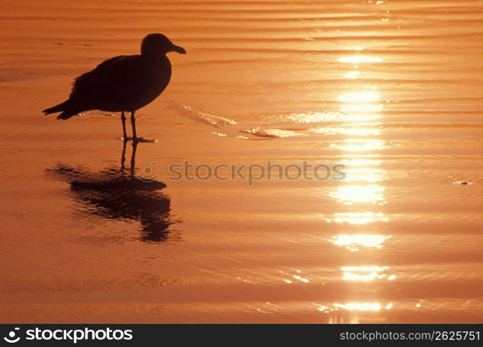 Silhouette of bird standing in shallow water