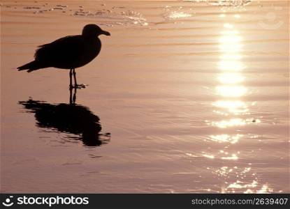 Silhouette of bird standing in shallow water