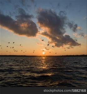 Silhouette of birds flying over a lake during sunrise, Lake Of The Woods, Ontario, Canada