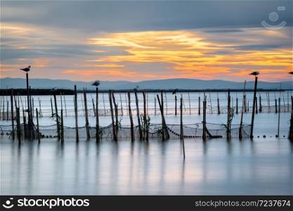 Silhouette of birds standing on poles at dusk in the Albufera in Valencia, a freshwater lagoon and estuary in Eastern Spain. Long exposure.