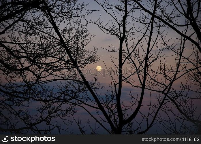 Silhouette of branches in twilight