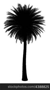 silhouette of canary island date palm tree isolated on white background