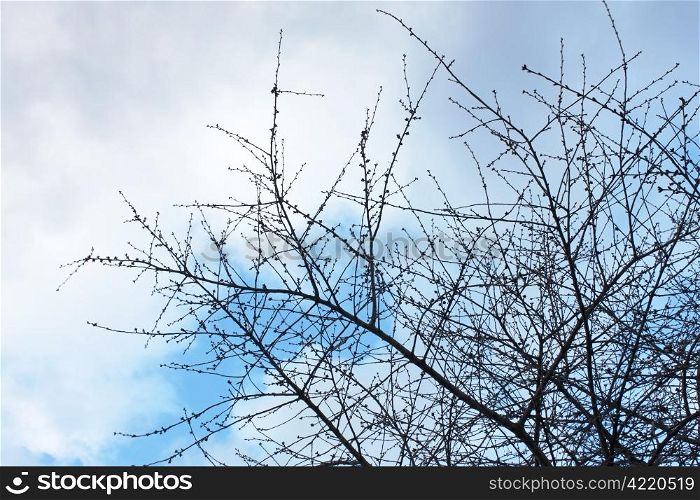 Silhouette of cherry tree branches in early spring with undiluted buds on the background of cloudy sky