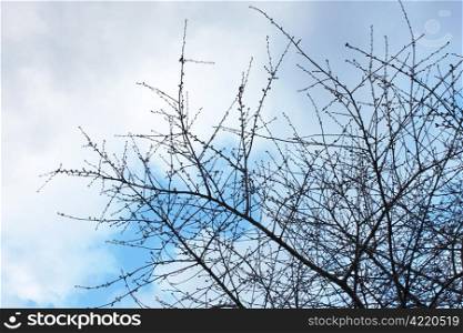 Silhouette of cherry tree branches in early spring with undiluted buds on the background of cloudy sky