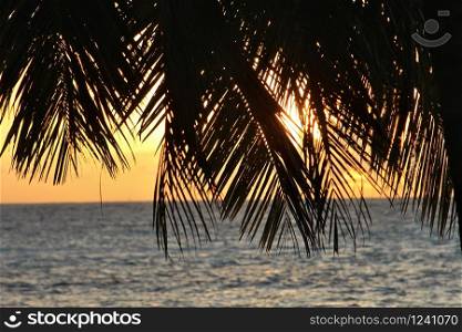 Silhouette of coconut fronds and a faint golden sunset in the background