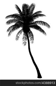 silhouette of coconut palm tree isolated on white background