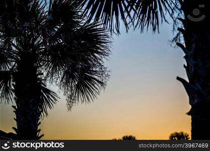 silhouette of coconut palm trees on colorful sun set
