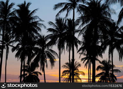 silhouette of coconut palm trees on sunset