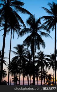 silhouette of coconut palm trees on sunset