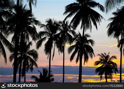 silhouette of coconut palm trees on sunset