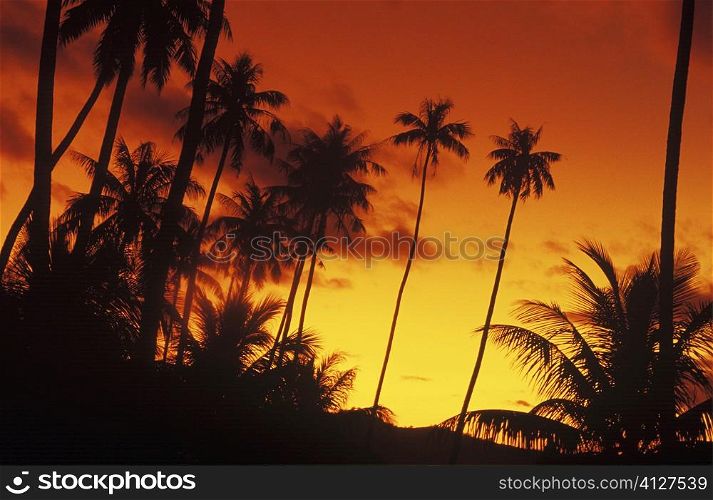 Silhouette of coconut trees at dusk, Hawaii, USA