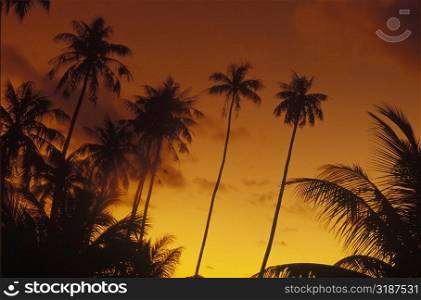 Silhouette of coconut trees, Hawaii, USA