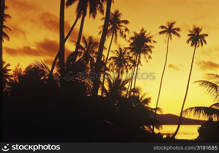 Silhouette of coconut trees, Hawaii, USA