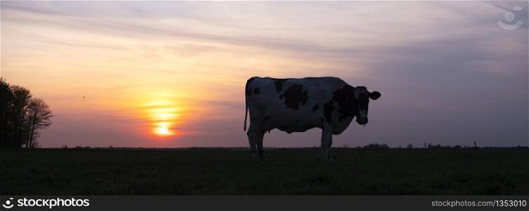 silhouette of cow in dutch green meadow during sunset with colorful sky