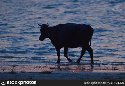 Silhouette of cow near Danube river