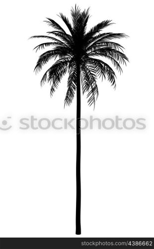 silhouette of date palm tree isolated on white background