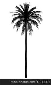 silhouette of date palm tree isolated on white background