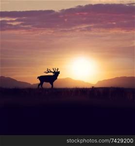 Silhouette of deer in the grassland against sunset