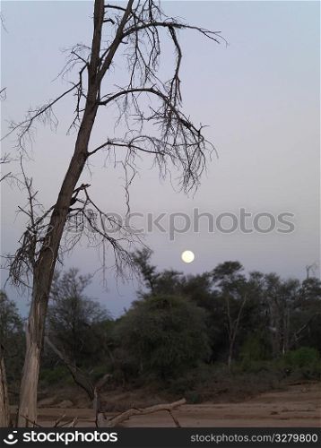 Silhouette of dried tree in Kenya Africa