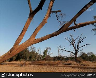 Silhouette of dried tree in Kenya Africa