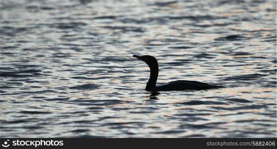 Silhouette of duck swimming in a lake, Lake of the Woods, Ontario, Canada