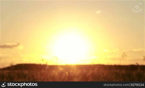 Silhouette of female hands raising up flower wreath in sunset lights over blurry golden wheat field background. Woman&acute;s hand holding wreath of fresh wildflowers with rays of setting sun shining through it in twilight time in nature. Slow motion.