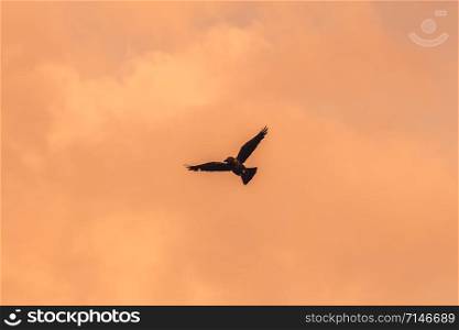 Silhouette Of Flying Crow in The Evening